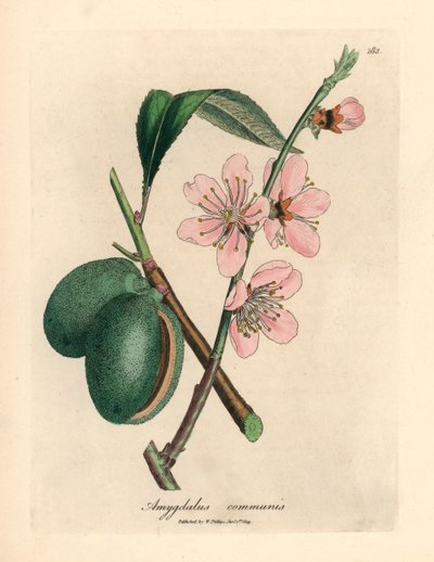 Migdałowiec o różowych kwiatach, Amygdalus communis, z botanicznej ilustracji Jamesa Sowerby