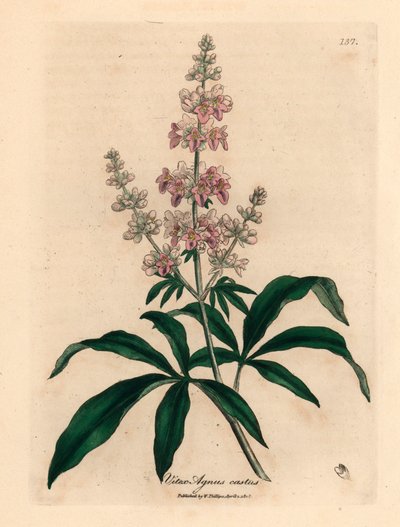 Różowokwiatowe drzewo czyste, Vitex agnus castus, z botanicznej ilustracji Jamesa Sowerby