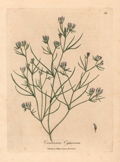 Kmin o różowych kwiatach, Cuminum cyminum, z botanicznej ilustracji Jamesa Sowerby