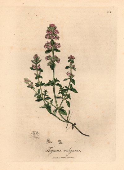 Tymianek ogrodowy o różowych kwiatach, Thymus vulgaris, z botanicznej ilustracji autorstwa Jamesa Sowerby