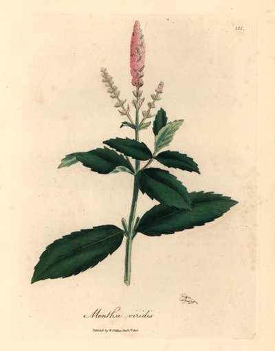 Mięta zielona o różowych kwiatach, Mentha viridis, z botanicznej ilustracji autorstwa Jamesa Sowerby