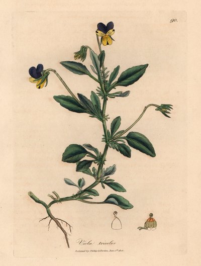 Fioletowo-żółty bratek, Viola tricolor, z botanicznej ilustracji Jamesa Sowerby