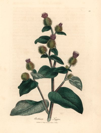 Łopian o purpurowych kwiatach, Arctium lappa, z botanicznej ilustracji Jamesa Sowerby