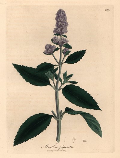 Mięta pieprzowa o fioletowych kwiatach, Mentha piperita, z botanicznej ilustracji autorstwa Jamesa Sowerby