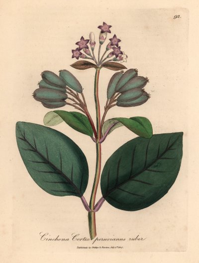 Kora peruwiańska o purpurowych kwiatach, Cinchona cortex peruvianus ruber, z botanicznej ilustracji autorstwa Jamesa Sowerby