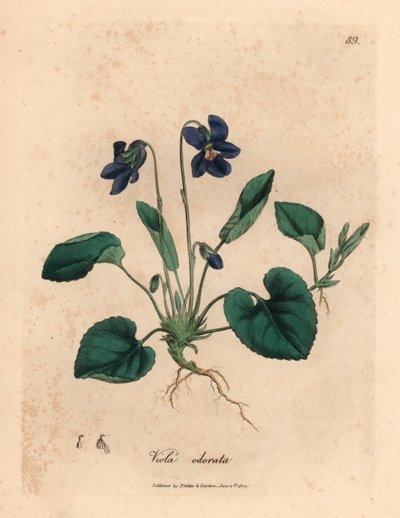 Słodki fiołek o fioletowych kwiatach, Viola odorata, z botanicznej ilustracji Jamesa Sowerby