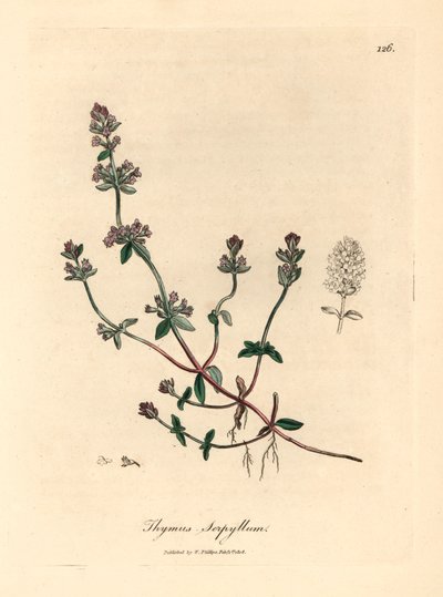 Tymianek dziki purpurowokwiatowy, Thymus serpyllum, z botanicznej ilustracji autorstwa Jamesa Sowerby