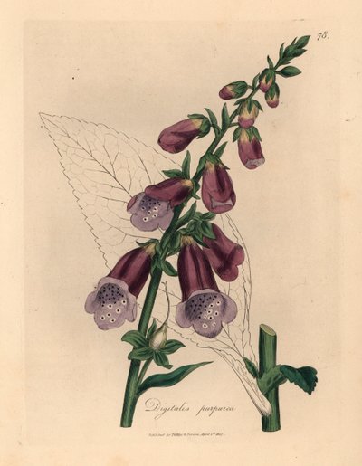 Purpurowa naparstnica, Digitalis purpurea, z botanicznej ilustracji autorstwa Jamesa Sowerby