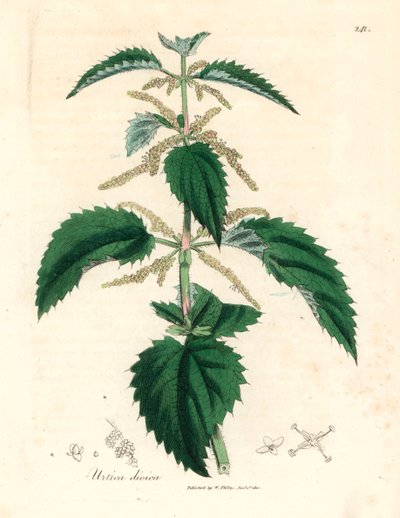 Pokrzywa zwyczajna, Urtica dioica, z ilustracji botanicznej autorstwa Jamesa Sowerby