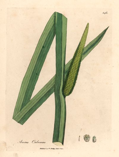 Tatarak, Acorus calamus, z botanicznej ilustracji Jamesa Sowerby