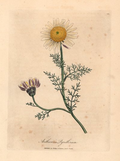Biało-żółty rumianek hiszpański, Anthemis pyrethrum, z botanicznej ilustracji autorstwa Jamesa Sowerby