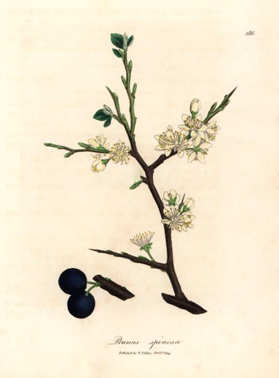 Białe kwiaty i jagody tarniny, Prunus spinosa, z botanicznej ilustracji autorstwa Jamesa Sowerby z William Woodville i Sir William Jackson Hooker