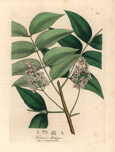 Białe drzewo mahoniowe, Swietenia mahogani, z botanicznej ilustracji Jamesa Sowerby