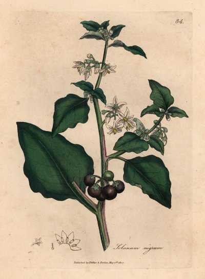 Białe kwiaty, czarna jagoda, wilcza jagoda, Solanum nigrum, z botanicznej ilustracji autorstwa Jamesa Sowerby z William Woodville i Sir William Jackson Hooker