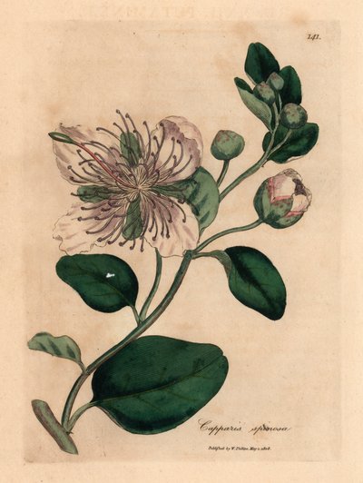 Krzew kaparów białych, Capparis spinosa, z botanicznej ilustracji Jamesa Sowerby