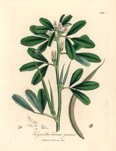 Kozieradka o białych kwiatach i strąkach nasiennych, Trigonella foenum graecum, z botanicznej ilustracji autorstwa Jamesa Sowerby