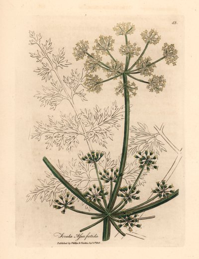 Olbrzymi koper włoski o białych kwiatach lub asafetida, Ferula assafoetida, z botanicznej ilustracji autorstwa Jamesa Sowerby z William Woodville i Sir William Jackson Hooker