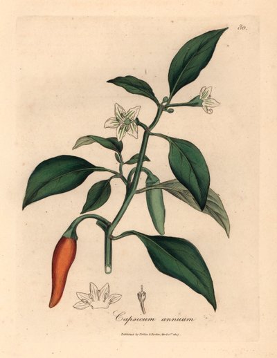 Pieprz morski o białych kwiatach, szkarłatny Capsicum annuum , z botanicznej ilustracji autorstwa Jamesa Sowerby