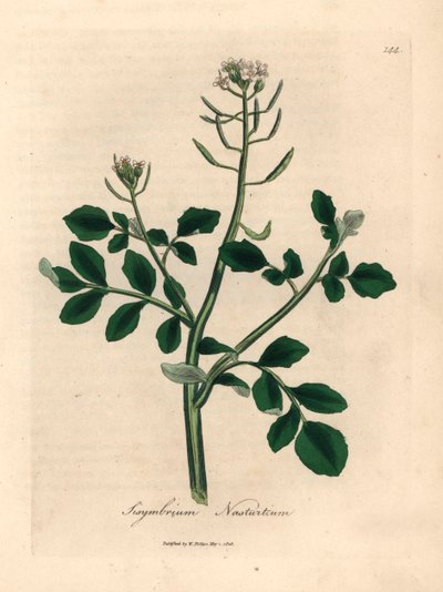 Rukiew wodna o białych kwiatach, Sisymbrium nasturtium, z botanicznej ilustracji autorstwa Jamesa Sowerby