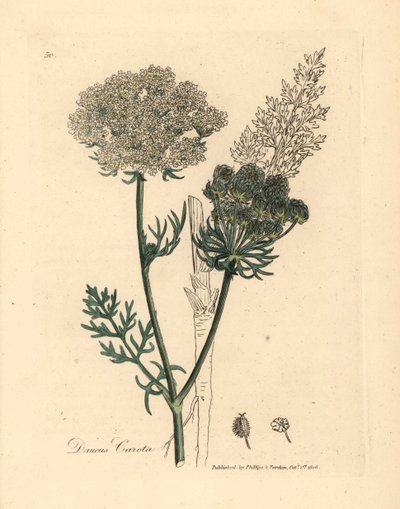 Roślina dzikiej marchwi o białych kwiatach, Daucus carota, z botanicznej ilustracji autorstwa Jamesa Sowerby