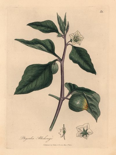 Wiśnia zimowa o białych kwiatach, Physalis alkekengi, z botanicznej ilustracji autorstwa Jamesa Sowerby