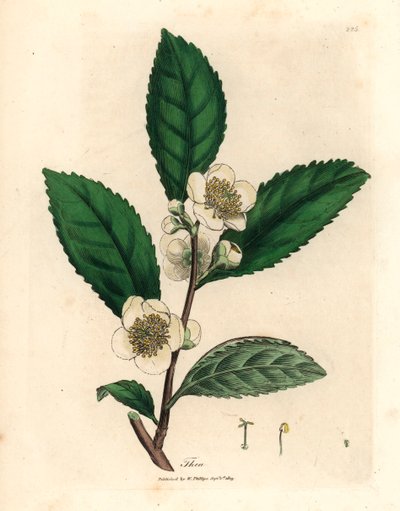 Białe kwiaty i liście zielonej herbaty, Thea bohea, Camellia sinensis, z botanicznej ilustracji autorstwa Jamesa Sowerby