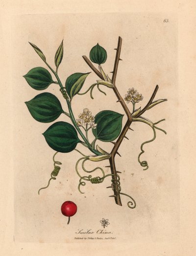 Białe kwiaty, wąsy i czerwona jagoda chińskiego smilax, z botanicznej ilustracji autorstwa Jamesa Sowerby