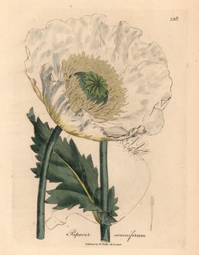 Biały mak, Papaver somniferum, z botanicznej ilustracji Jamesa Sowerby
