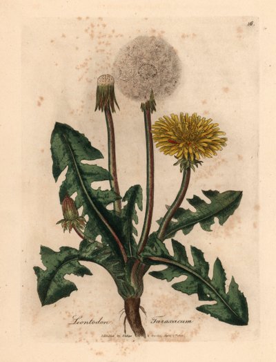 Mniszek lekarski o żółtych kwiatach, Leontodon taraxacum, z botanicznej ilustracji autorstwa Jamesa Sowerby
