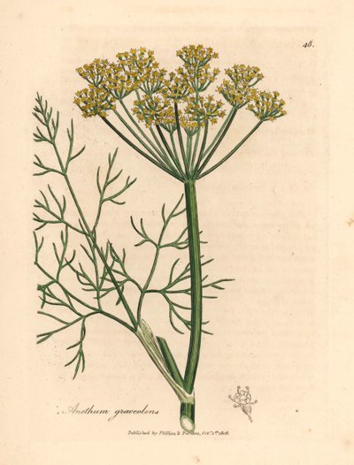 Koperek o żółtych kwiatach, Anethum graveolens, z botanicznej ilustracji Jamesa Sowerby