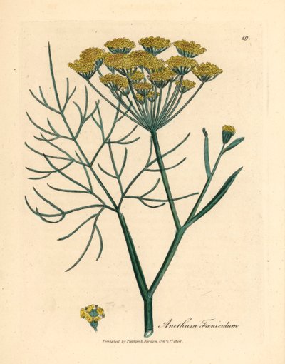 Koper włoski o żółtych kwiatach, Anethum foeniculum, z botanicznej ilustracji autorstwa Jamesa Sowerby