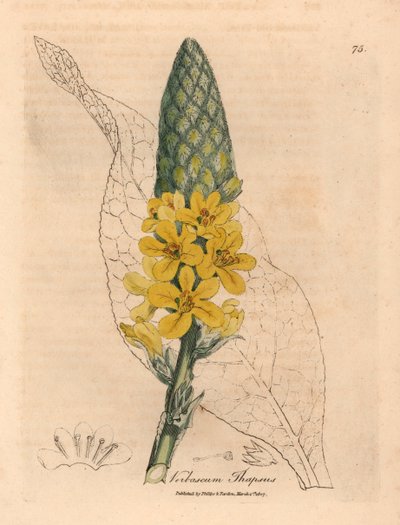 Dziewanna szerokolistna, Verbascum thapsus o żółtych kwiatach, z botanicznej ilustracji autorstwa Jamesa Sowerby