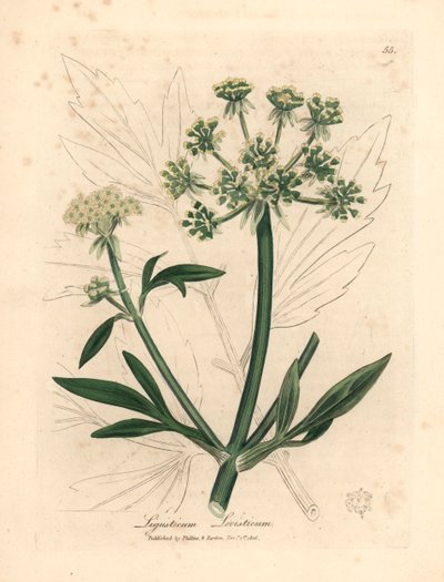 Lubczyk o żółtych kwiatach, Ligusticum levisticum, z botanicznej ilustracji Jamesa Sowerby