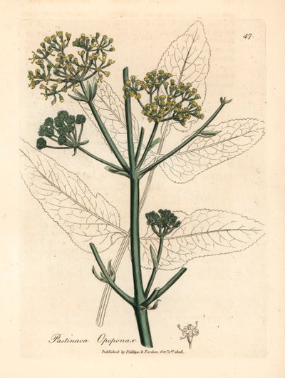 Opopanaks o żółtych kwiatach lub pasternak pospolity, Pastinaca opopanax, z botanicznej ilustracji autorstwa Jamesa Sowerby