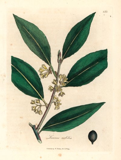 Liście laurowe o żółtych kwiatach, Laurus nobilis, z botanicznej ilustracji autorstwa Jamesa Sowerby z William Woodville i Sir William Jackson Hooker