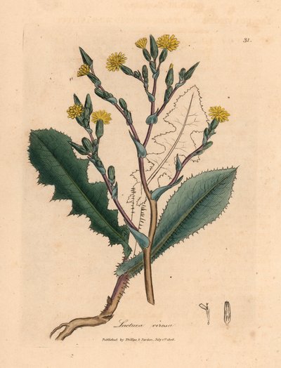 Dzika sałata o żółtych kwiatach, Lactuca virosa, z botanicznej ilustracji autorstwa Jamesa Sowerby z William Woodville i Sir William Jackson Hooker