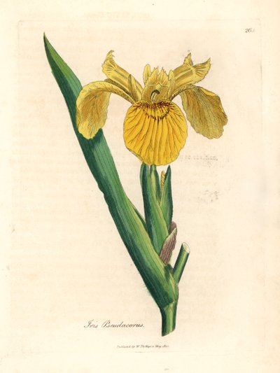 Żółta flaga wodna, Iris pseudocorus, z botanicznej ilustracji Jamesa Sowerby