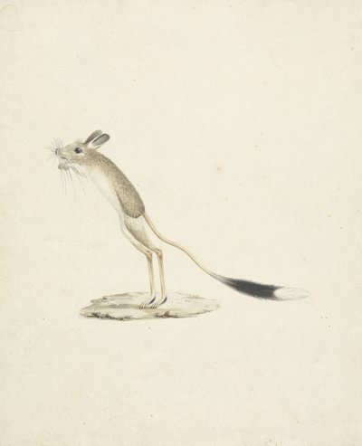 Jerboa nr 4 (wc nad grafitem na papierze) autorstwa James 1730 94 Bruce