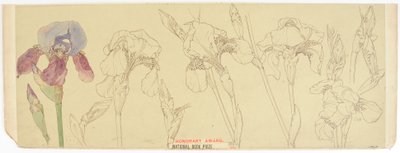 Studia botaniczne, 1900-30 (wc na papierze) autorstwa James Atherton