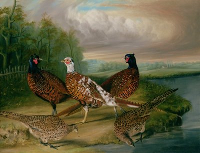 Bażanty nad rzeką Wensum, Norfolk (olej na płótnie) autorstwa James Blazeby