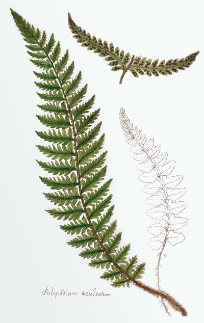 „Polipodium aculeatum”, obecnie Polystichum achuleatum, pospolita paproć w wilgotnych lasach na Wyspach Brytyjskich, z „Filices Brittanicae; an History of the British Proper Ferns”, 1785 autorstwa James Bolton