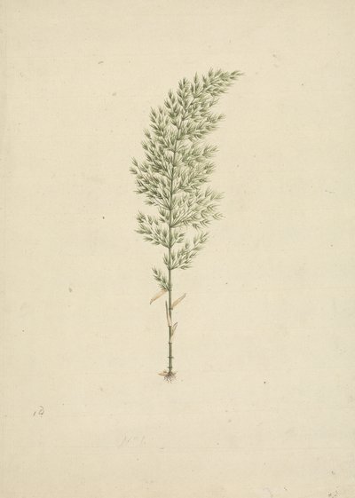 Arundinaria alpejska K. Schum. (afrykański bambus): gotowy rysunek pokroju z korzeniami autorstwa James Bruce