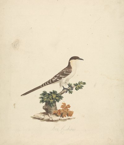 Pszczoła Kukułka autorstwa James Bruce