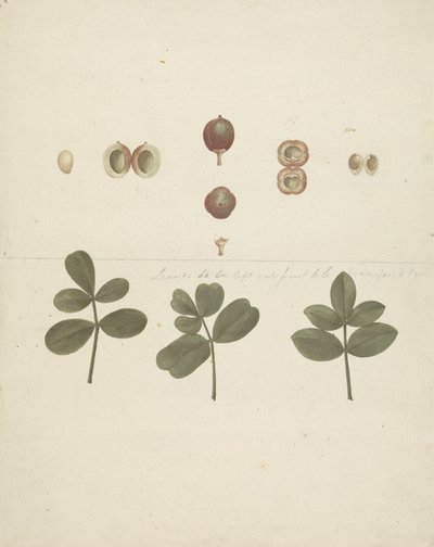 Commiphora gileadensis (L.) C. Chr. (Balm of Gilead, Opobalsam): gotowy rysunek owoców, rozciętych owoców i liści autorstwa James Bruce