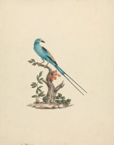Coracias abyssinicus (Wałek abisyński) autorstwa James Bruce
