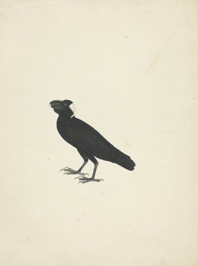 Corvs crassirostris (kruk grubodzioby) autorstwa James Bruce