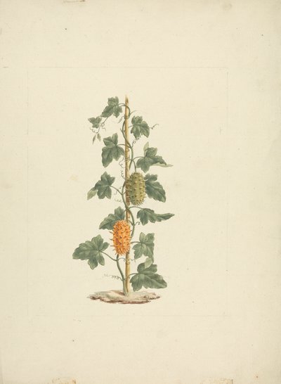 Cucumis metuliferus Naud (dziki ogórek): gotowy rysunek autorstwa James Bruce