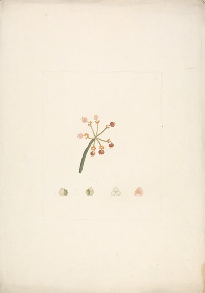 Euphorbia nubica N.E. br. (Nubian Spurge): gotowy rysunek pędu kwitnącego i owocującego, ze szczegółami sekcji kwiatowych autorstwa James Bruce