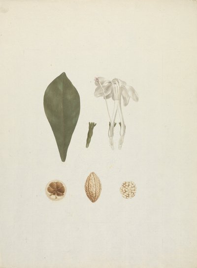 Gardenia ternifolia Schum.& Thonn. (Jovis-Tonantis): gotowy rysunek z dodatkowymi szczegółami owoców autorstwa James Bruce