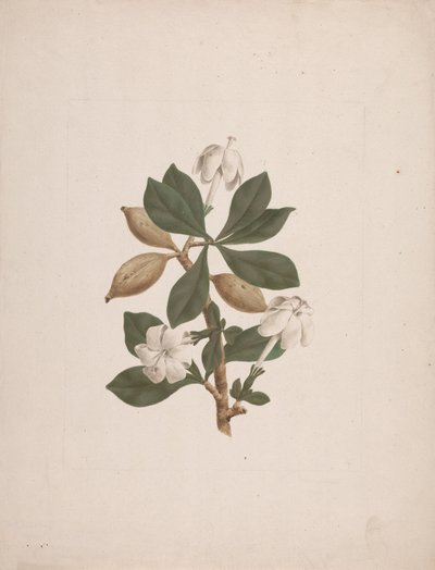 Gardenia ternifolia Schum.& Thonn. (Dzika Gardenia): gotowy rysunek autorstwa James Bruce
